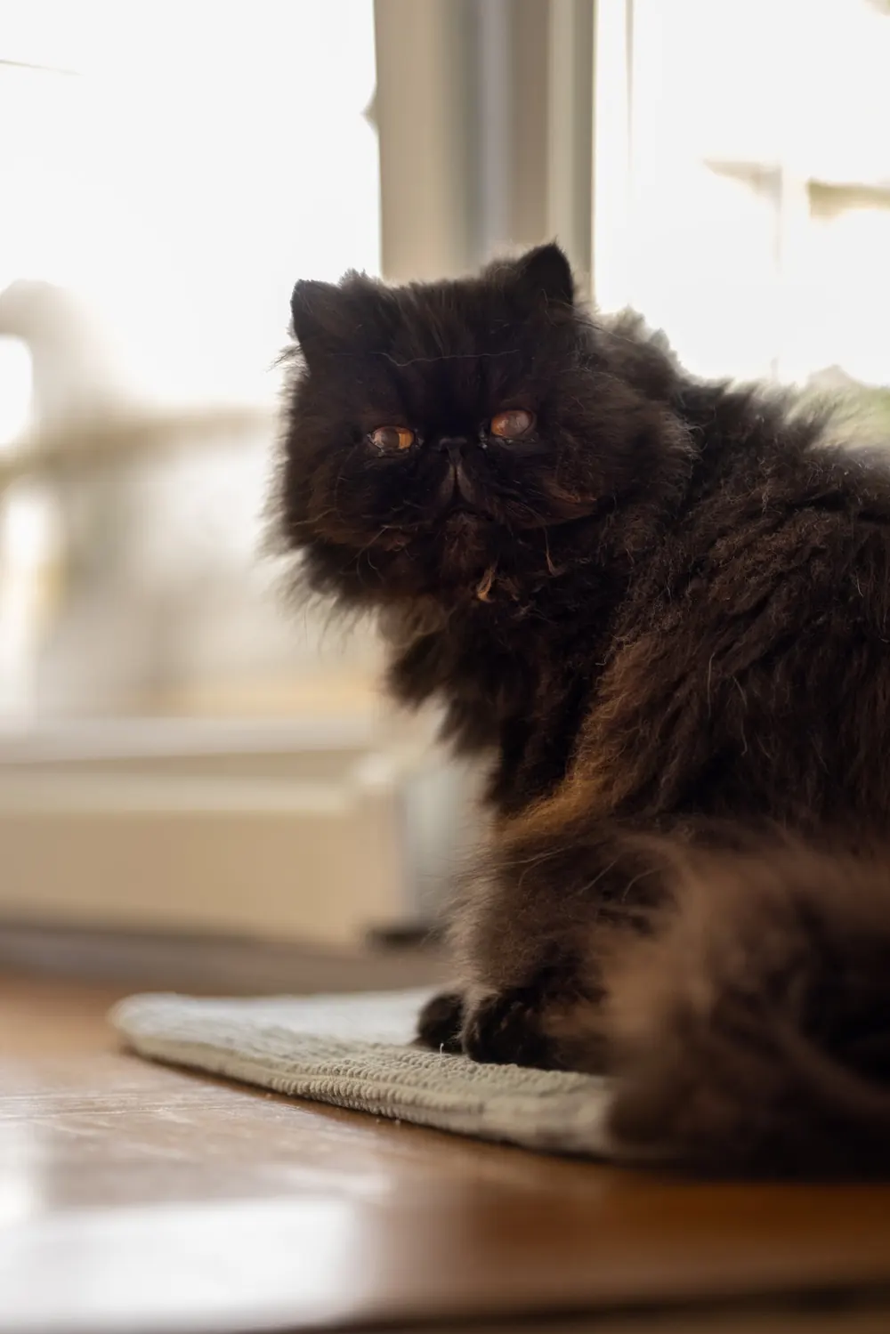 Chat persan noir près d'une fenêtre