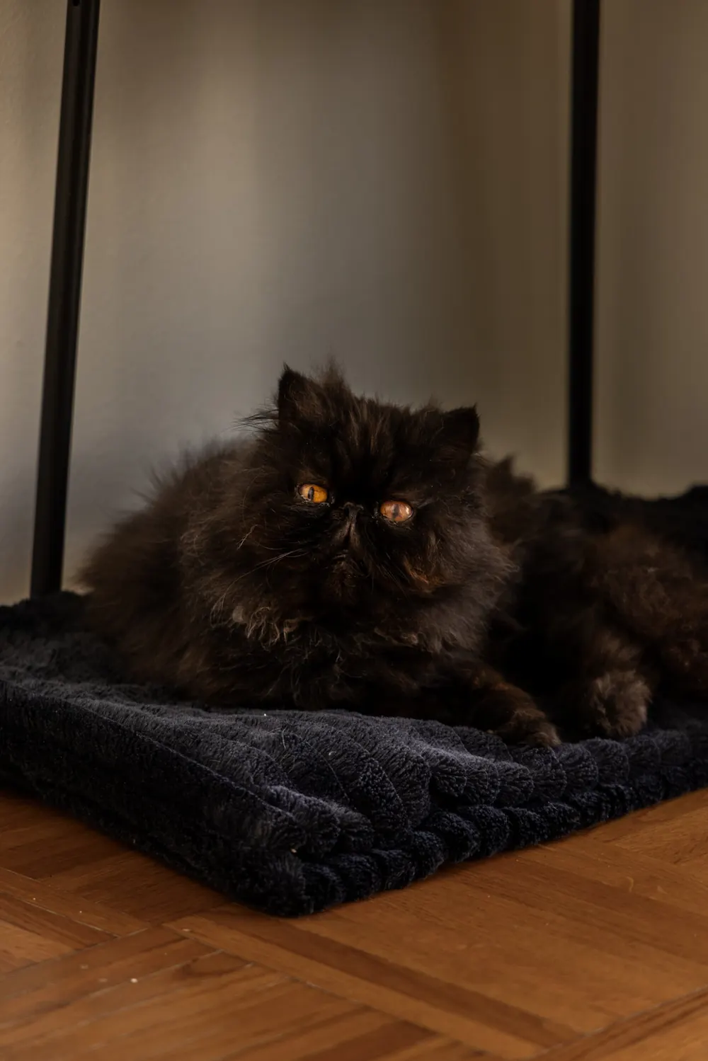 Chat persan noir allongé sur un plaid